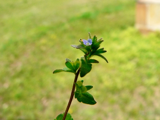{Veronica arvensis}